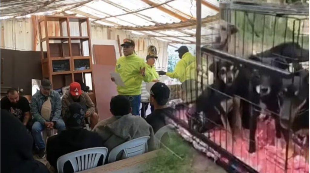 Desmantelada una red criminal dedicada a peleas clandestinas de perros en Colombia